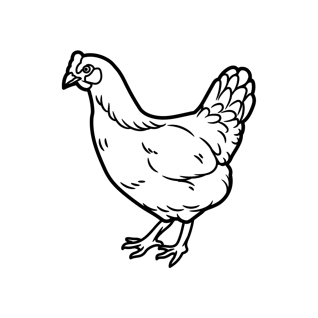 Whole Chicken – 4lb average ($7.50/lb) – John Boy's Farm