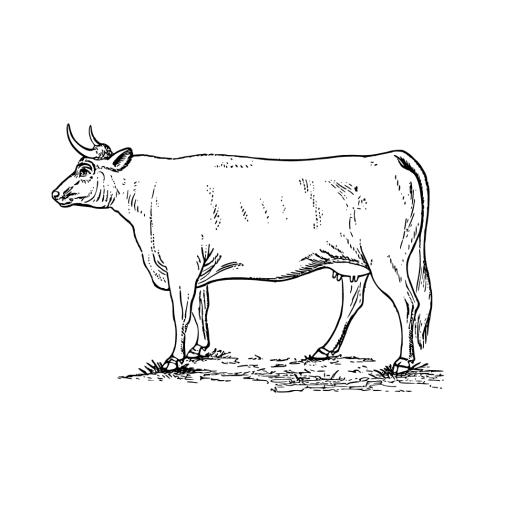 TBone 1.25lb average (28/lb) John Boy's Farm